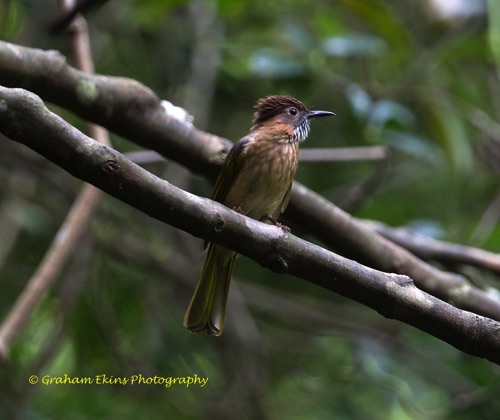 Mountain Bulbul
Seen in the Tai Po Kau Nature Reserve.